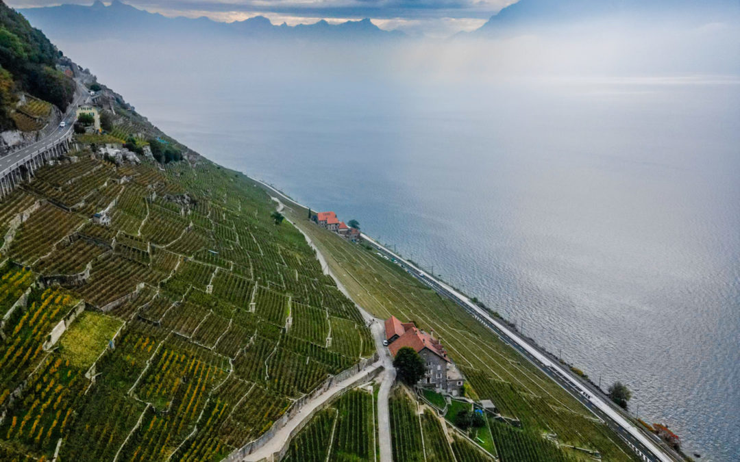 Lavaux, Vignoble en terrasse