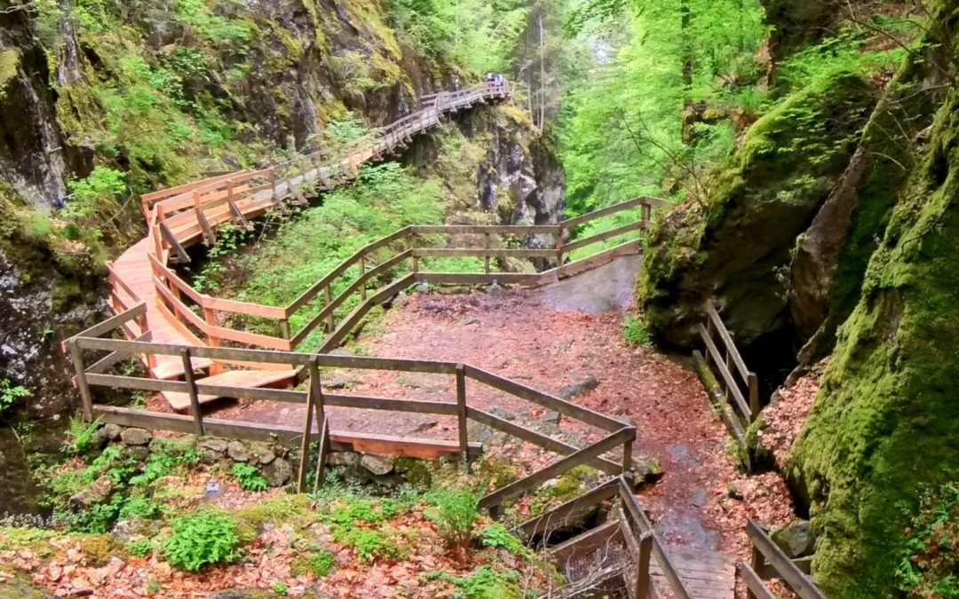 Gorges Mystérieuses de tête noire