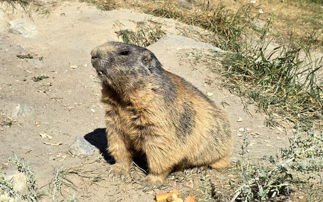 Le Sentier des Marmottes à Spielboden