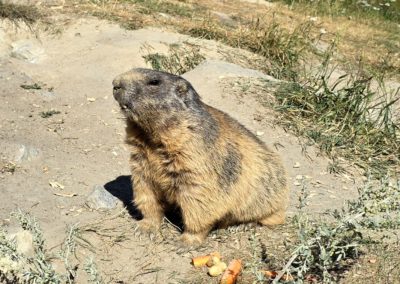 Le Sentier des Marmottes à Spielboden