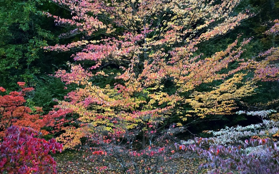 Arboretum du Vallon de l’Aubonne