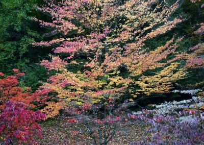 Arboretum du Vallon de l’Aubonne