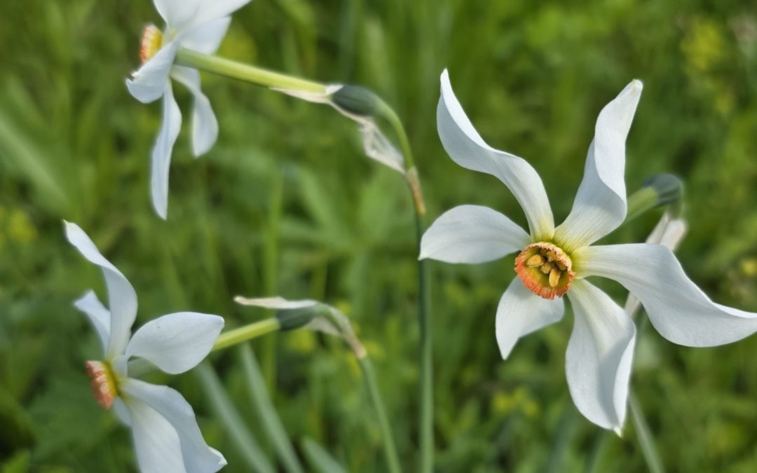 Sentier des Narcisses d’Orgevaux