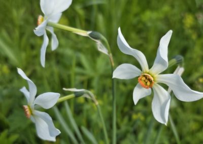 Sentier des Narcisses d’Orgevaux